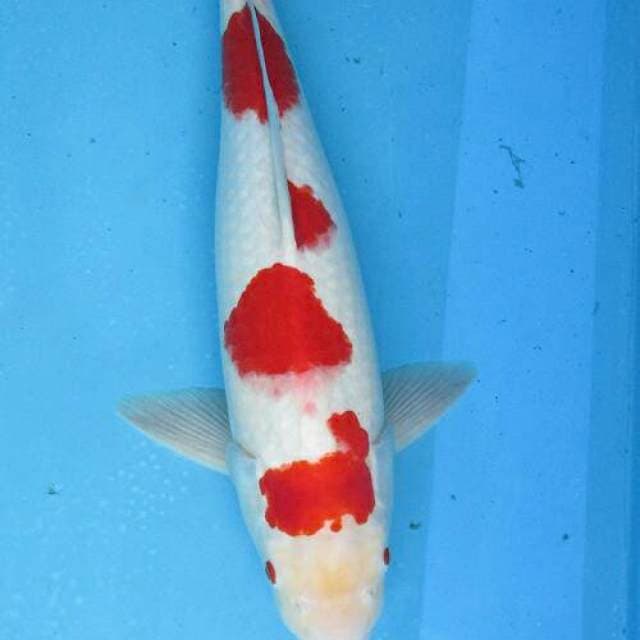 Kohaku ±45cm male