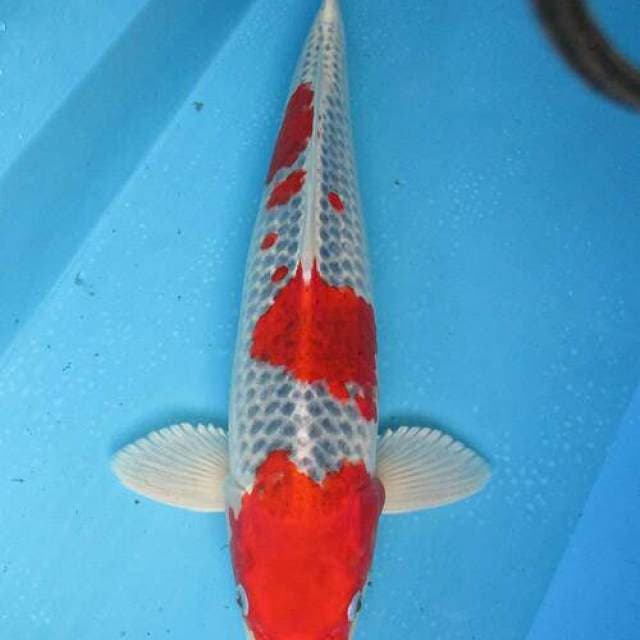 Ghosiki merah male ±47cm