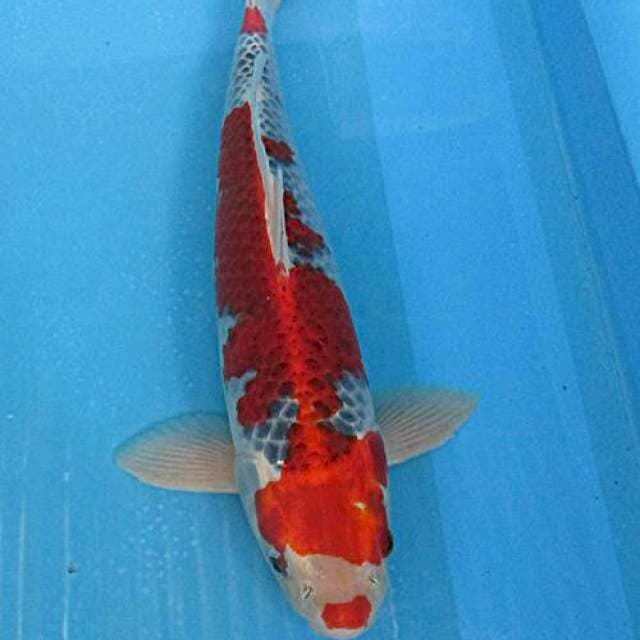 Goshiki ±45cm male