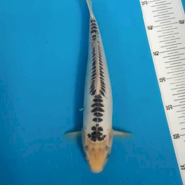 #2 Shusui 32cm