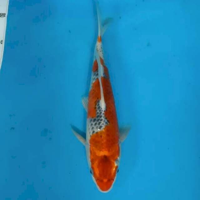 #3 Goshiki 27cm