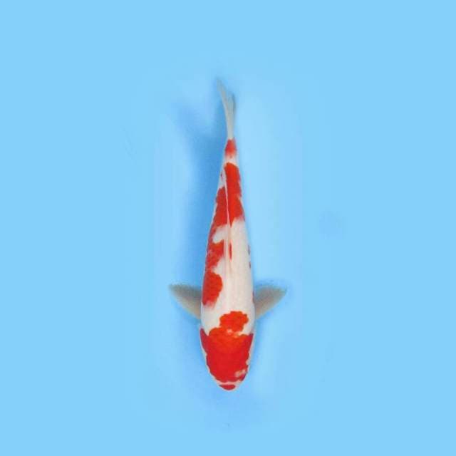 KOHAKU 33 CM