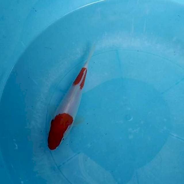 Kohaku 2 step bulky