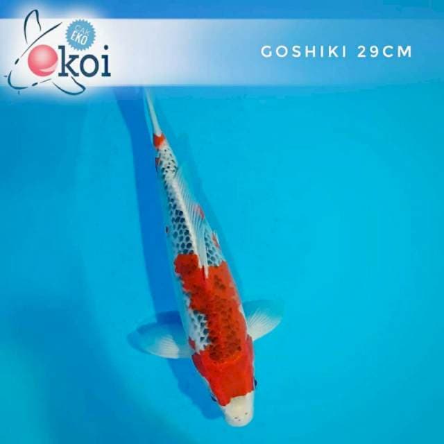 Goshiki pola sederhana 29cm