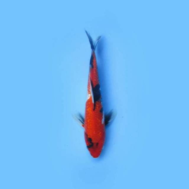 SHOWA GINRIN 25 CM