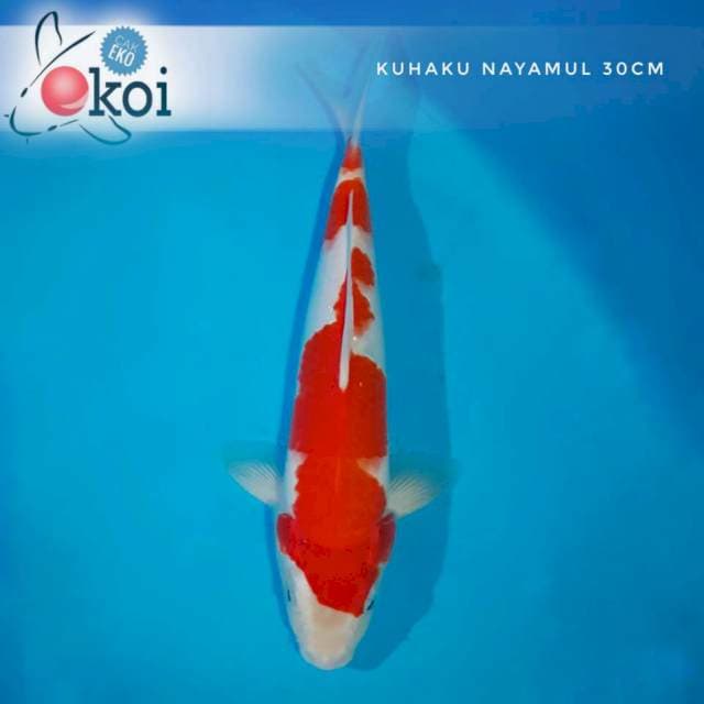 Kohaku lumayan nih 30cm