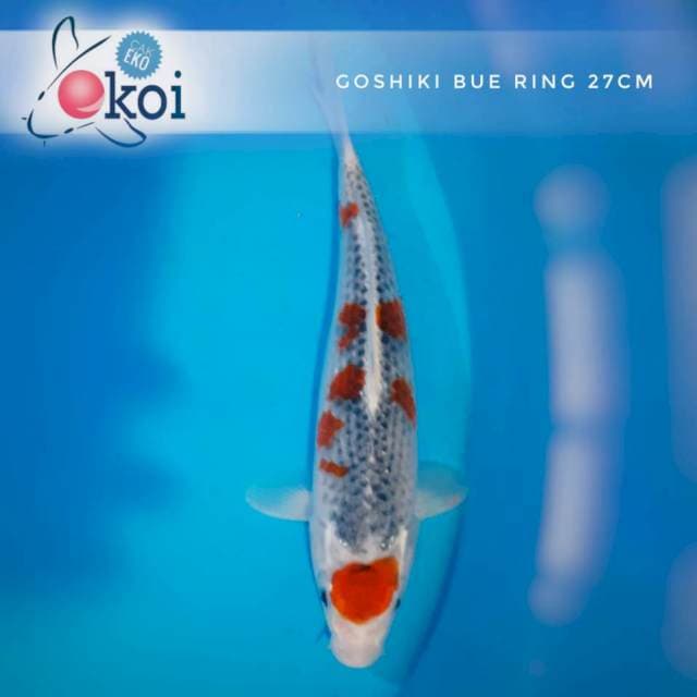 Goshiki markoten A 27cm