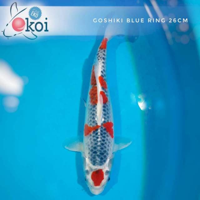 Goshiki ring biru pola lucuk 26cm
