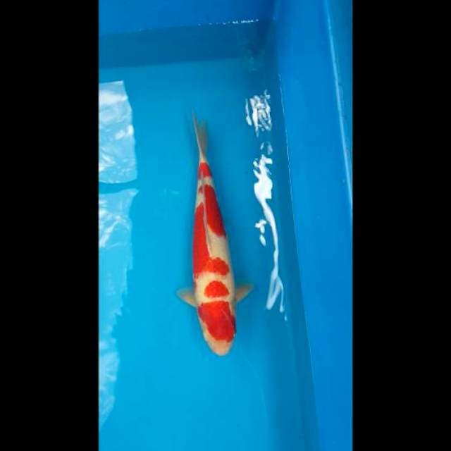 Blood deep red kohaku