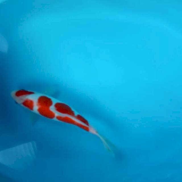 Setep kohaku