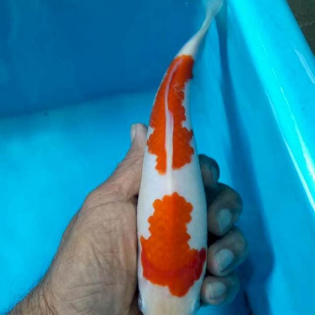 Kohaku 2 step 23cm original