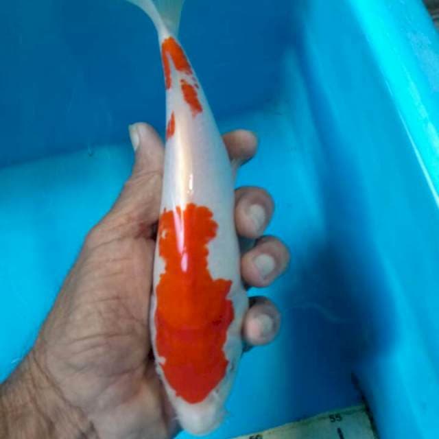 Kohaku 23cm original
