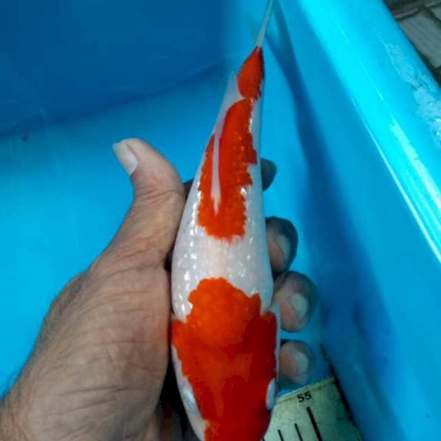 Kohaku ginrin original 21cm