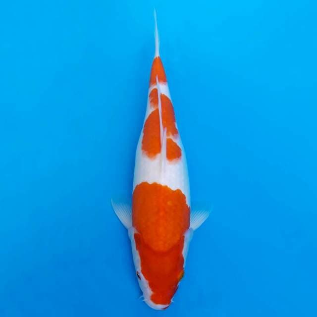 Kohaku sandan body mantap