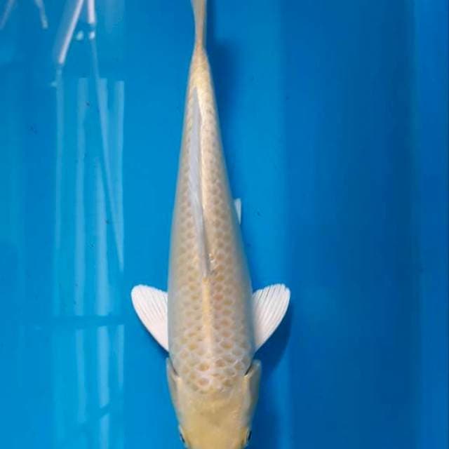 Ogon 25 Bu