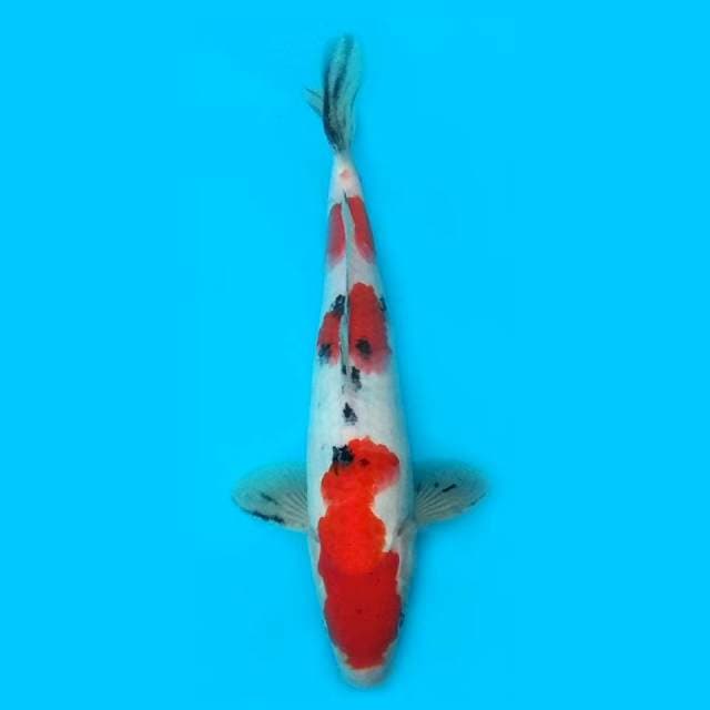 27CM - SANKE
