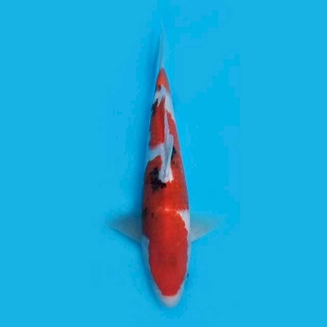 23CM - SANKE