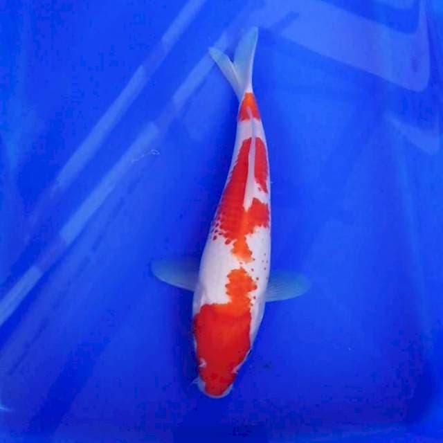 KANOKO KOHAKU