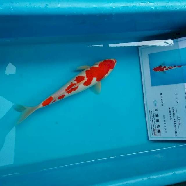 Kohaku import tamaura farm