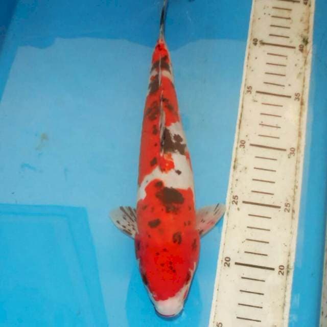 SANSHOKU TROTOL