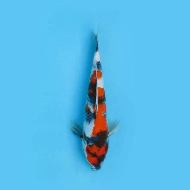 SHOWA 27 CM