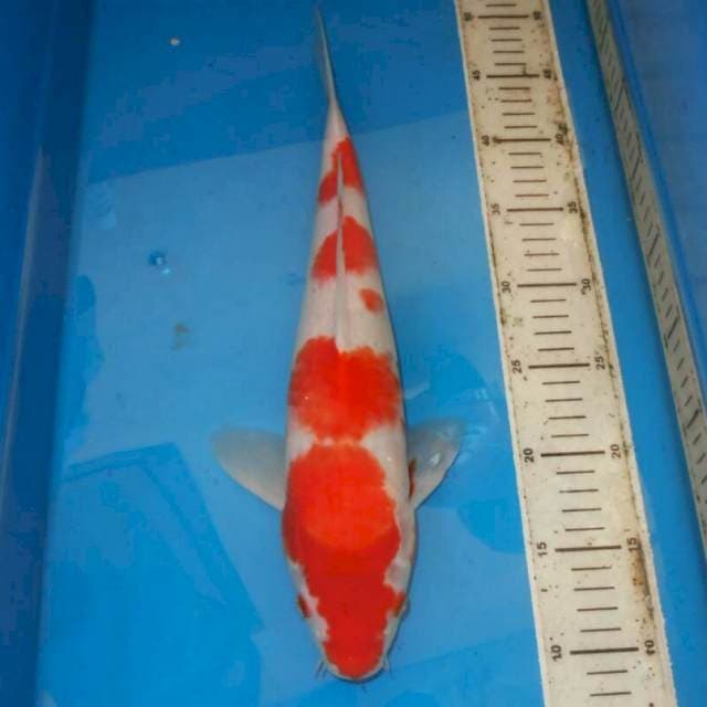 BONSOR KOHAKU