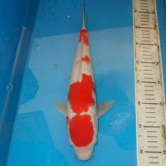 KOHAKU MERAH PUTIH