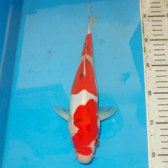 KOHAKU