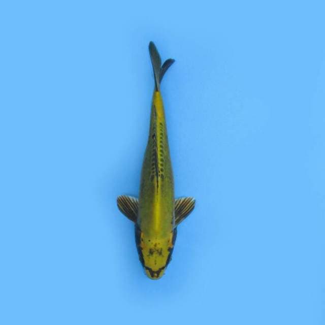 KAWARIMONO 24 CM