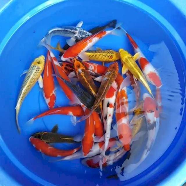 PAKET CAMPUR 30 EKOR