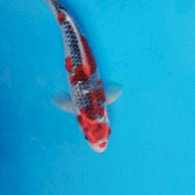 Ghosiki 27cm pola menarik