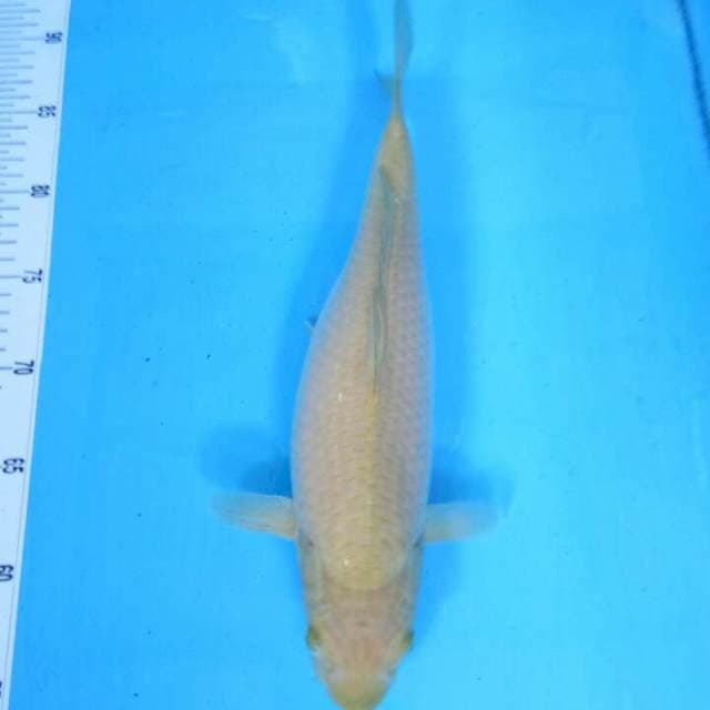 TYK Chagoi 33cm