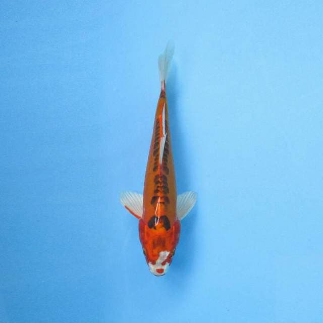 KAWARIMONO 28 CM