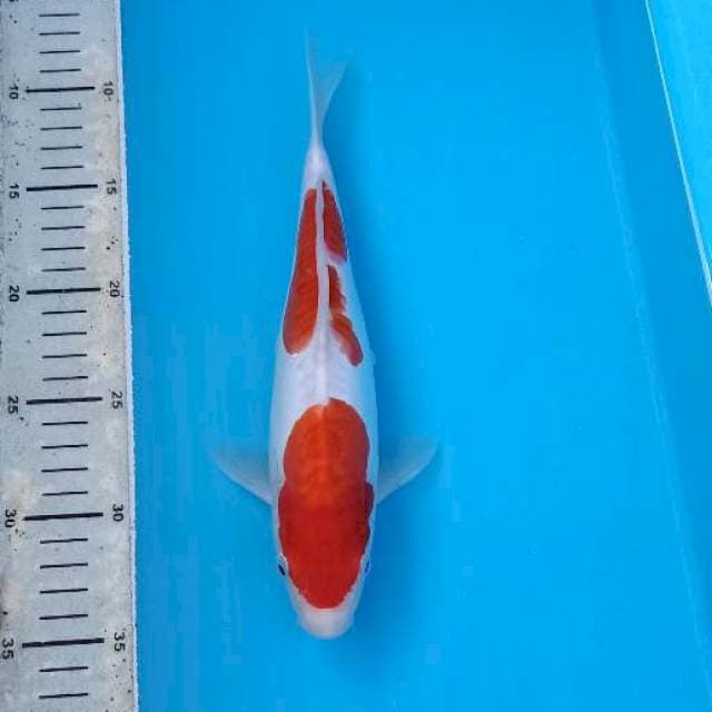 Kohaku