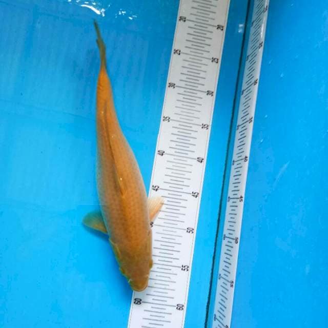 TYK Chagoi 34cm