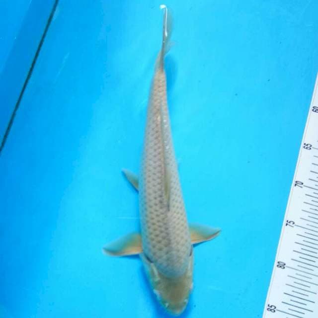 TYK Soragoi 33cm