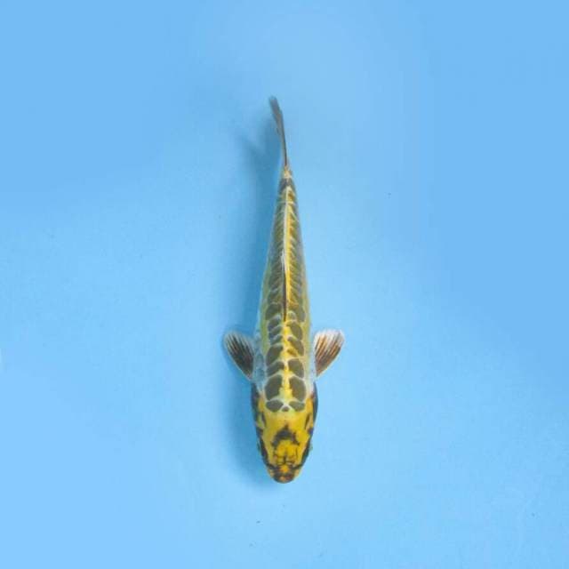KAWARIMONO 23 CM