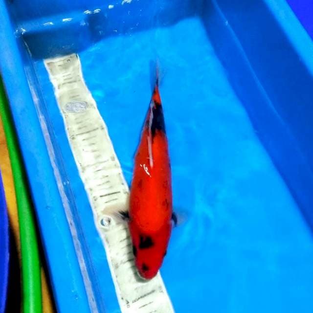 Showa merah mantab 35cm