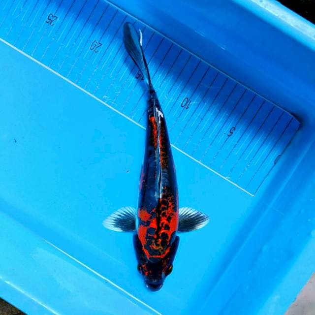 RED KIKO 24 MALE jozzz