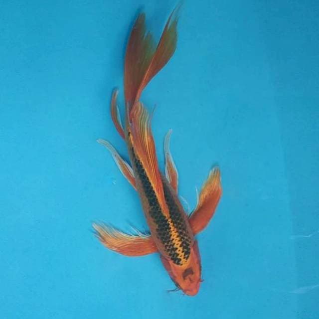 FLYING DAGGER ~ MATSUBA KUMPAY ™