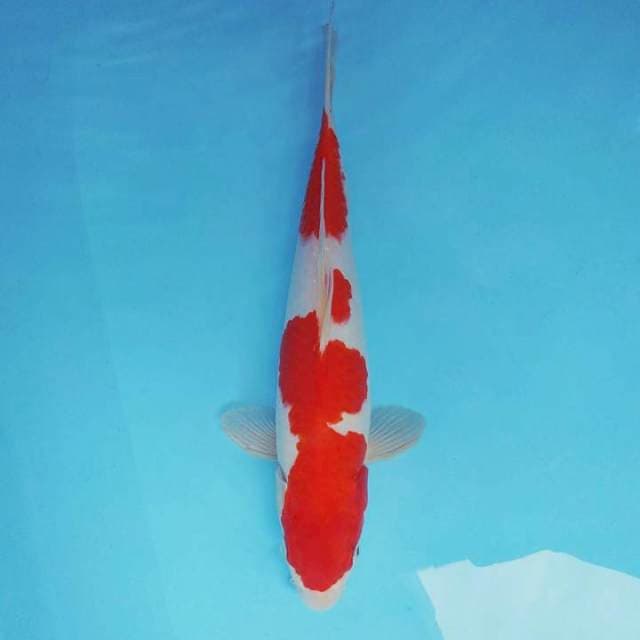 KURAMA ~ KOHAKU ™