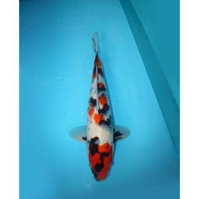 SHOWA TATEGOI 42 CM
