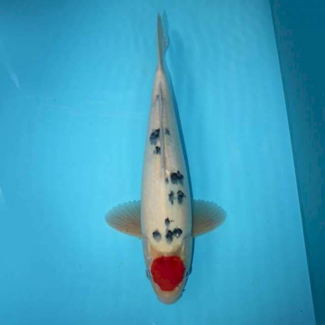 TANCHO SHOWA TATEGOI 39 CM
