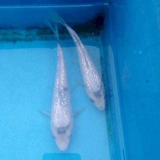 Duo shiro ginting tategoi