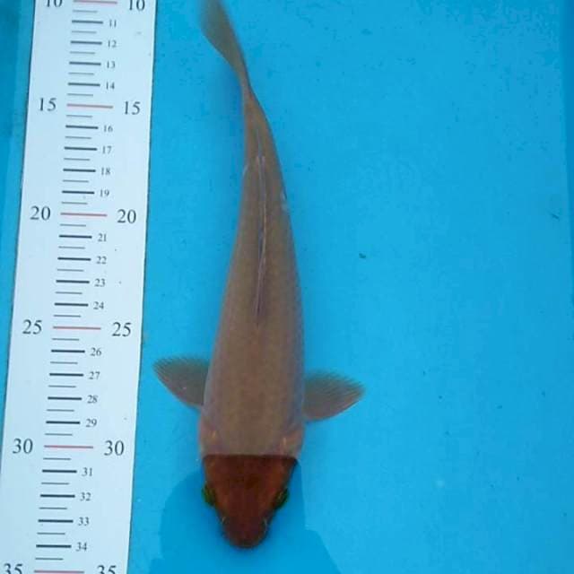 Chagoi tembaga