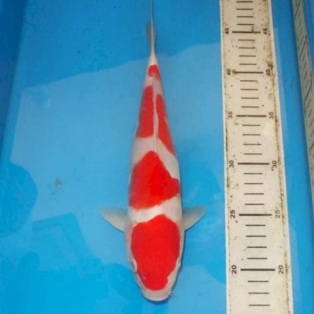 4STEP KOHAKU HQ