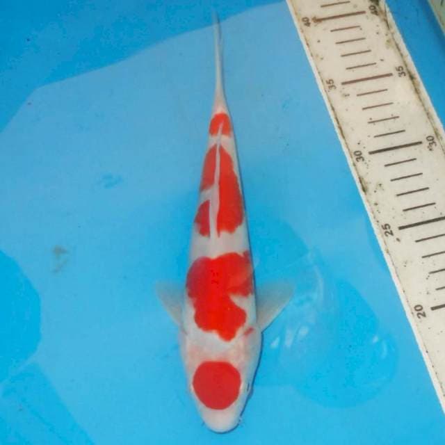MARUTEN KOHAKU HQ