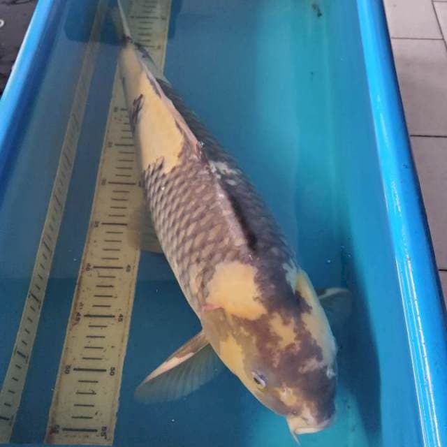 Shiro Omosako 55cm Male Non Certy