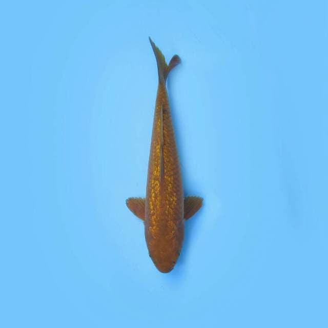 CHAGOI GINRIN 27 CM