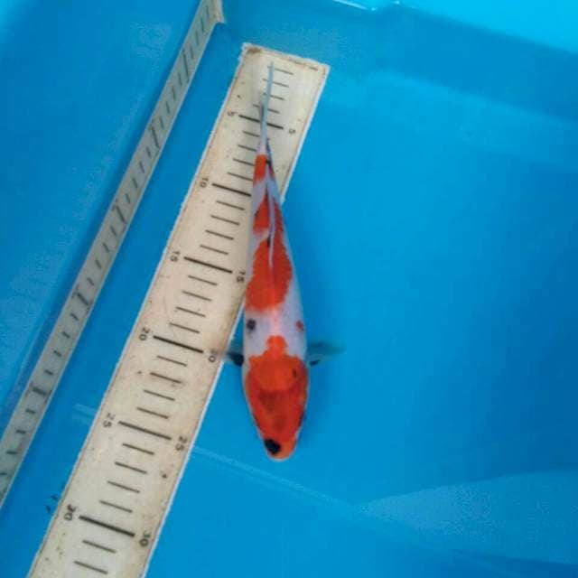 SHOWA J107 20CM